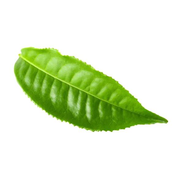 Grönt te blad isolerade över vit bakgrund — Stockfoto