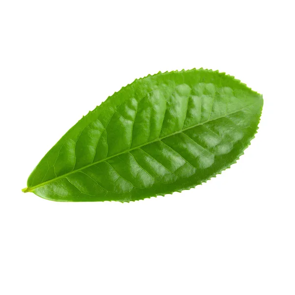 在白色背景查出的绿茶叶子 — 图库照片