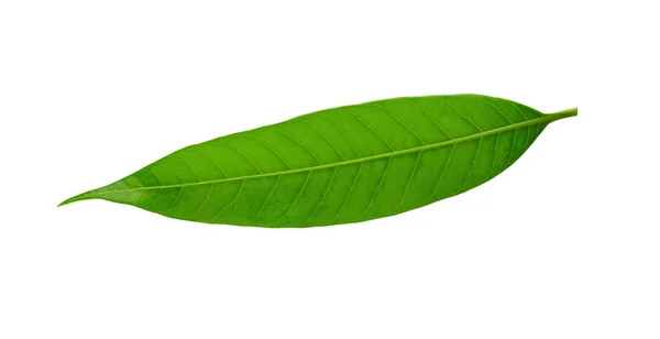 Φύλλα μάνγκο απομονωμένα σε λευκό φόντο — Φωτογραφία Αρχείου