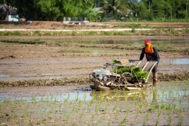 Lampang, Tayland 16 Temmuz 2019: Pirinç tarım Tayland çiftçiler 