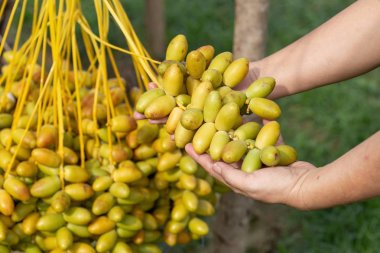 Hurma hurma ağacında hurma meyvelerini elde hurma. ne de yetiştirilen