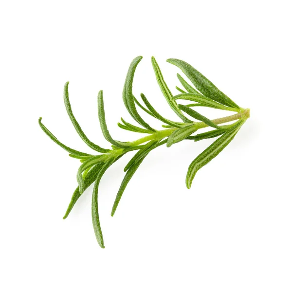 Rosemary fresco isolado em um fundo branco. — Fotografia de Stock