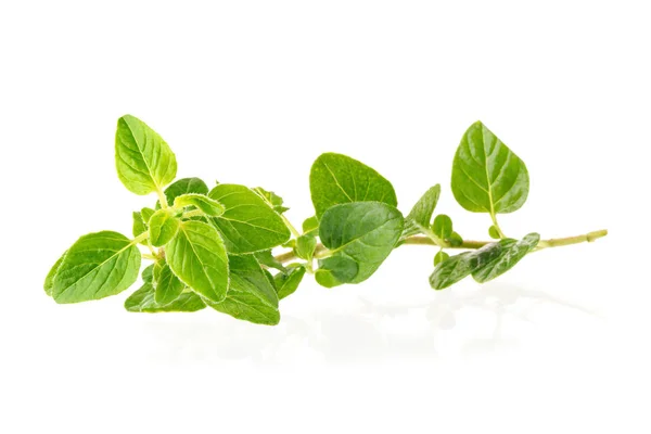 Fresh Oregano herb on a white background — Stock Photo, Image
