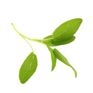 Beyaz arkaplanda yalıtılmış adaçayı bitkisi