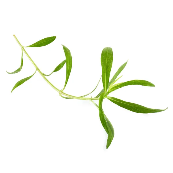 Zioła świeży Estragon, estragon zioła z bliska na białym tle — Zdjęcie stockowe