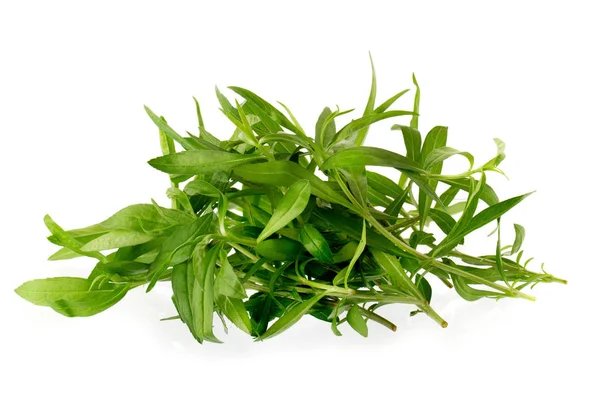 Fresh tarragon herbs, Tarragon herbs close up isolated on white — Stock Photo, Image