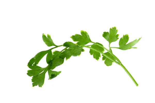 Parsley fresh herb isolated on a white background — Stock Photo, Image