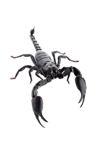 Black scorpions isolated on a white background — Stock Photo, Image