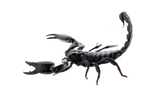 Black scorpions isolated on a white background — Stock Photo, Image