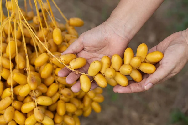 Date palms fruits on a date palms tree. grown in the north of Th