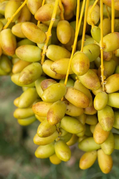 Date palms fruits on a date palms tree. grown in the north of Th