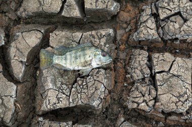 Kuraklık balıkların ölmesine neden oluyor, Küresel solucan etkisi.