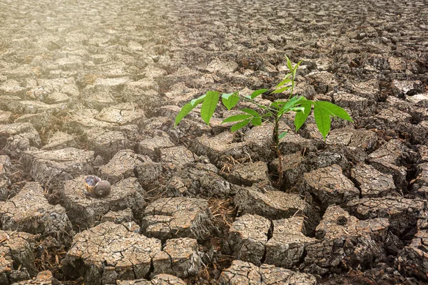 A tree growing on cracked ground, Global worming effect — Stock Photo, Image