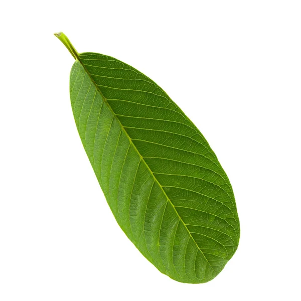 Φύλλο πράσινου γκουάβα απομονώνεται σε λευκό φόντο. — Φωτογραφία Αρχείου