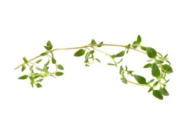 Kekik taze bitkisi beyaz arkaplanda izole edilmiş.