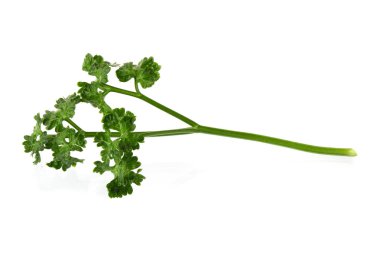 Beyaz arka planda izole edilmiş maydanoz taze bitkisi.