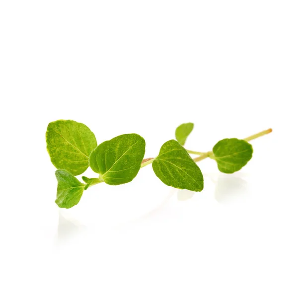 Hierba fresca de orégano sobre fondo blanco — Foto de Stock