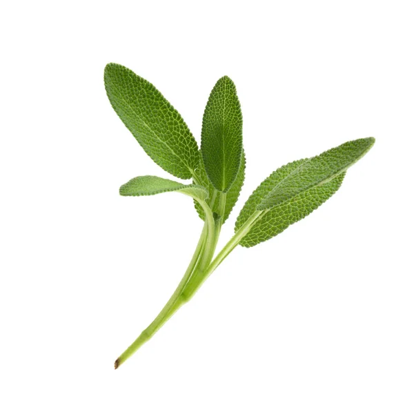 Sage planta isolada em um fundo branco — Fotografia de Stock