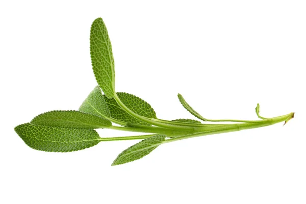 Sage plant isolated on a white background — Stock Photo, Image