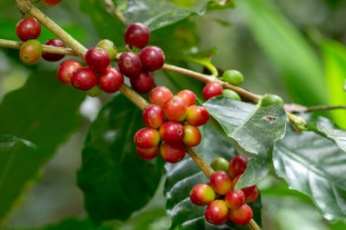 Tayland kuzeyinde ağaç üzerinde olgunlaşma Taze Arabica kahve çekirdekleri