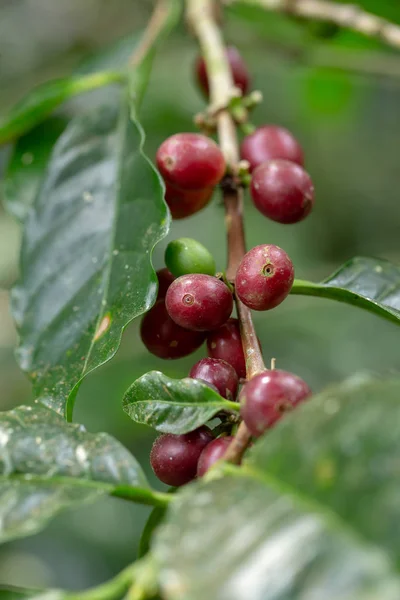 Frescos granos de café Arábica maduración en el árbol en el norte de Tailandia — Foto de Stock