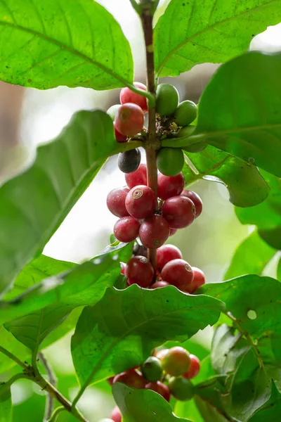 Verse Arabica koffiebonen rijping op boom in ten noorden van thailand — Stockfoto