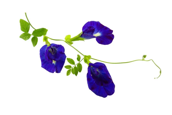 Close up Butterfly blue pea flowers on white background. — Stock Photo, Image