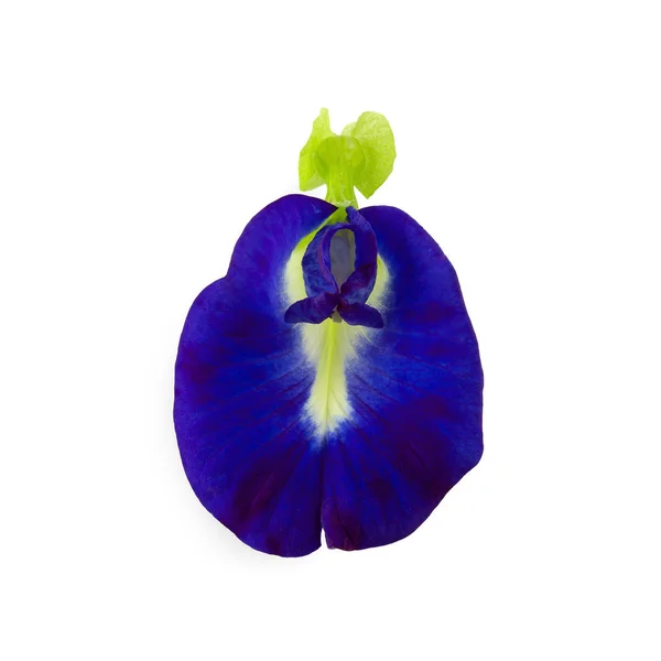 Close up Butterfly blue pea flowers on white background. — Stock Photo, Image