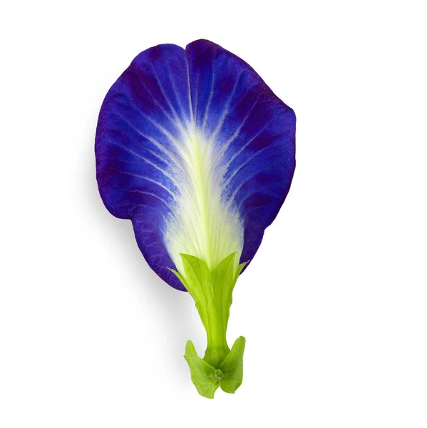Fechar borboleta flores de ervilha azul no fundo branco . — Fotografia de Stock