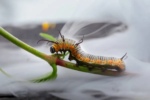 Macro foto de uma lagarta monarca no nevoeiro — Fotografia de Stock