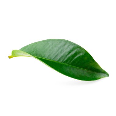 Mangosteen yaprakları beyaz bir arkaplan üzerinde izole.