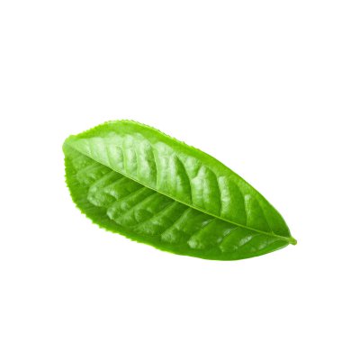 Beyaz arkaplanda yeşil çay yaprağı izole