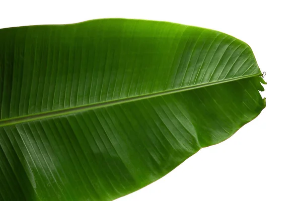 Zöld Banánlevél Elszigetelt Fehér Háttér — Stock Fotó