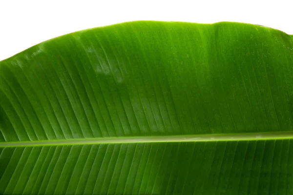 Zöld Banánlevél Elszigetelt Fehér Háttér — Stock Fotó