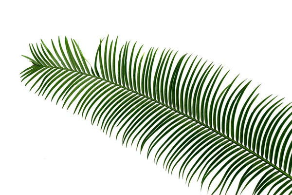 Green Leaves Palm Tree Isolated White Background — Stock Photo, Image