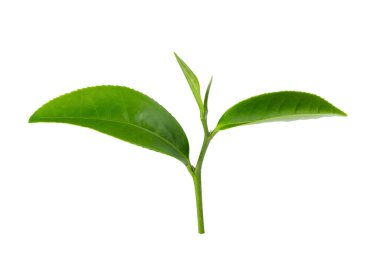 Kırpma yolu olan beyaz bir arkaplanda yeşil çay yaprağı izole.