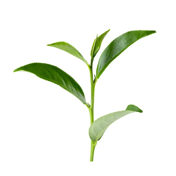Green Tea Leaf Isolated White Background Clipping Path — Stock Photo, Image