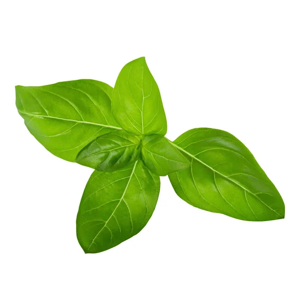 Green Basil Herb Leaves Isolated White Background Sweet Genovese Basil — Stock Photo, Image