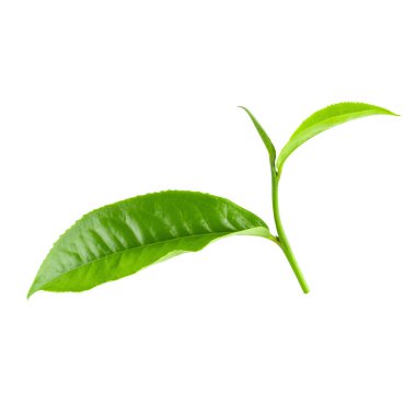Kırpma yolu ile beyaz arkaplanda yeşil çay yaprağı izole.