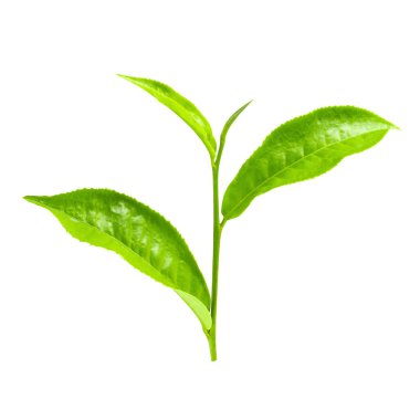 Beyaz arkaplanda yeşil çay yaprağı izole