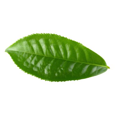 Kırpma yolu ile beyaz arkaplanda yeşil çay yaprağı izole.