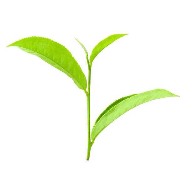 Φύλλα Πράσινου Τσαγιού Που Απομονώνονται Λευκό Φόντο Μονοπάτι Αποκοπής — Φωτογραφία Αρχείου