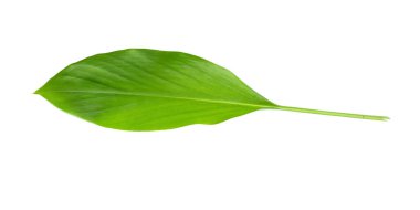 Ginger yaprakları kırpma yolu ile beyaz arkaplan üzerinde izole.