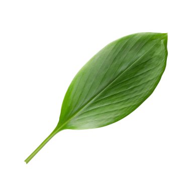 Ginger yaprakları kırpma yolu ile beyaz arkaplan üzerinde izole.