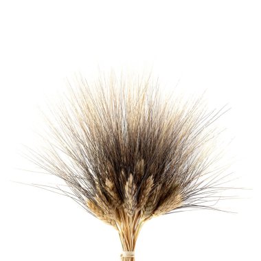 Kamut Hurasan Buğdayı beyaz arkaplanda izole edildi.