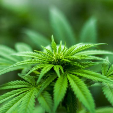 Çiçekli marihuana bitkileri, sativa keneviri yaprakları. Seçici odak