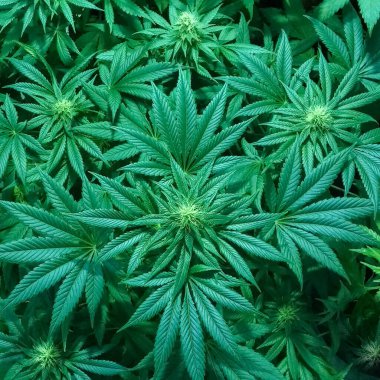 Çiçekli marihuana bitkileri, sativa keneviri yaprakları. Seçici odak