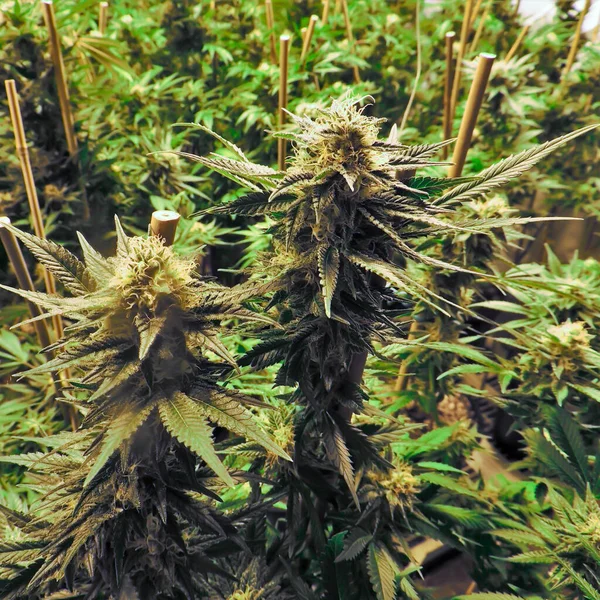 Çiçekli marihuana bitkileri, sativa keneviri yaprakları. Seçici odak