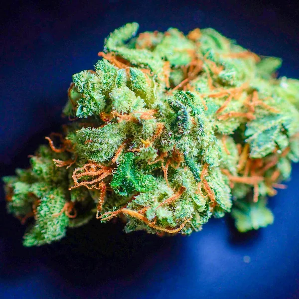 Close Indica Prescription Recreational Medical Marijuana Flower Bud Selective Focus — Stock Photo, Image
