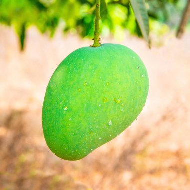 Taze mango geçmişi. Organik meyveler, sağlıklı beslenme. Seçici odak.